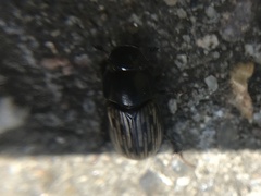 Acrossus luridus
