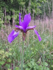 Iris sanguinea