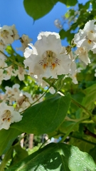 Catalpa bignonioides