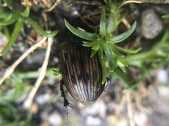 Acrossus luridus