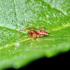 Nigma puella