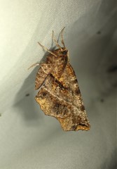 Selenia alciphearia