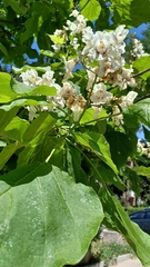Catalpa bignonioides