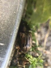 Acrossus luridus