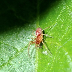 Nigma puella