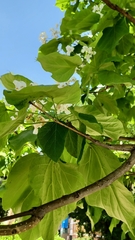 Catalpa bignonioides