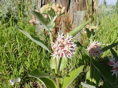 Asclepias speciosa