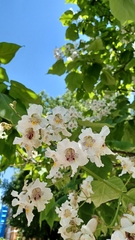 Catalpa bignonioides