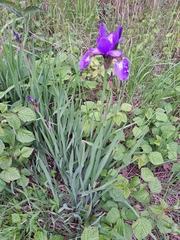 Iris sanguinea