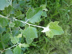 Populus alba