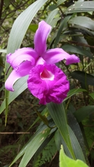 Sobralia macrantha
