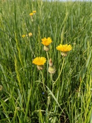 Crepis alpina