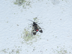 Hyaleucerea vulnerata