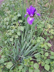 Iris sanguinea