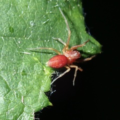 Nigma puella