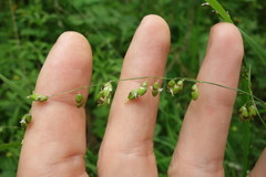 Melica picta