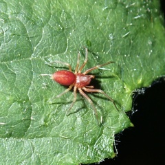 Nigma puella
