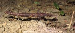 Neohirasea hongkongensis