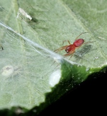 Nigma puella