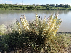 Yucca glauca