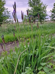 Iris sanguinea