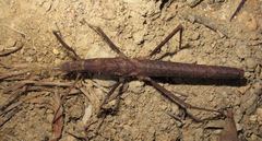 Neohirasea hongkongensis