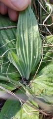 Plantago urvillei