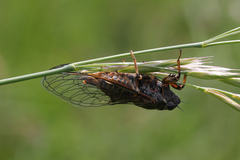 Cicadetta montana
