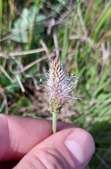 Plantago urvillei