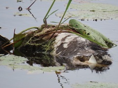 Connochaetes taurinus taurinus