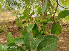 Madhuca longifolia