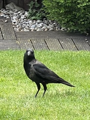 Corvus cornix × corone