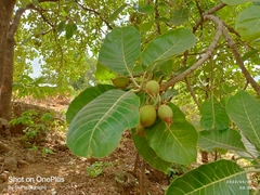 Madhuca longifolia
