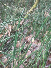 Equisetum hyemale
