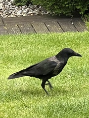 Corvus cornix × corone