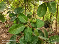Madhuca longifolia