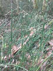 Equisetum hyemale