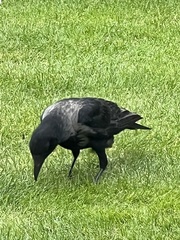 Corvus cornix × corone