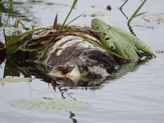 Connochaetes taurinus taurinus