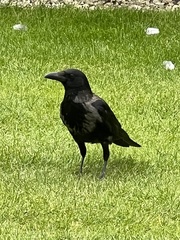 Corvus cornix × corone