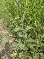 Crepis pulchra