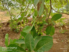 Madhuca longifolia
