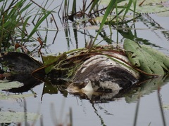 Connochaetes taurinus taurinus