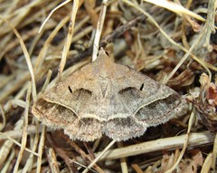 Acantholipes regularis