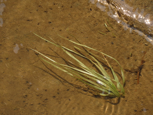 Blyxa echinosperma iNat (2)