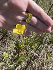 Ludwigia maritima