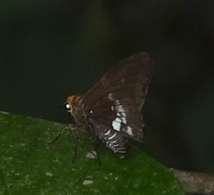 Epargyreus cruza