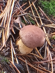 Imleria badia