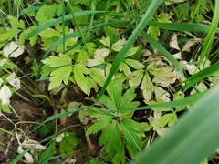 Anemonoides nemorosa