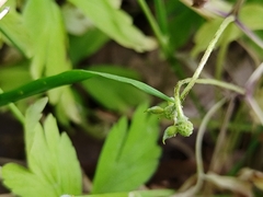 Anemonoides nemorosa